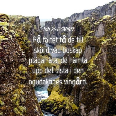 Picture 04 - Job 24:6 SV1917 - På fältet få de till skörd vad boskap plägar - Bible Verse Picture