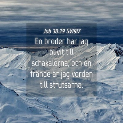 Picture 04 - Job 30:29 SV1917 - En broder har jag blivit till schakalerna, och en - Bible Verse Picture