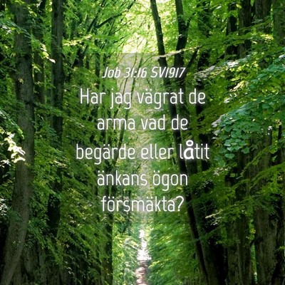 Picture 04 - Job 31:16 SV1917 - Har jag vägrat de arma vad de begärde eller - Bible Verse Picture