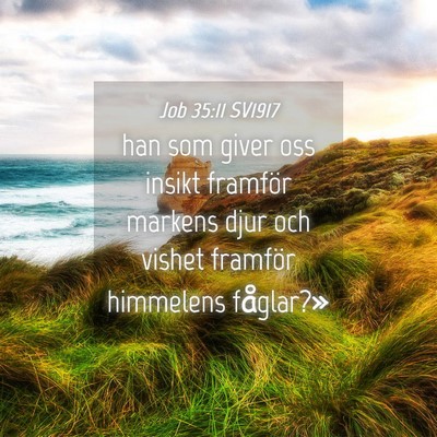 Picture 04 - Job 35:11 SV1917 - han som giver oss insikt framför markens djur - Bible Verse Picture