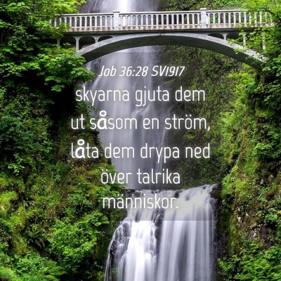 Picture 04 - Job 36:28 SV1917 - skyarna gjuta dem ut såsom en ström, låta dem - Bible Verse Picture