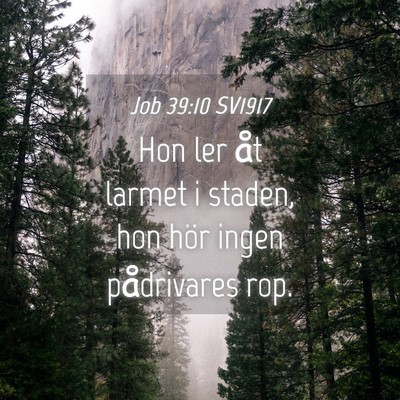 Picture 04 - Job 39:10 SV1917 - Hon ler åt larmet i staden, hon hör ingen - Bible Verse Picture