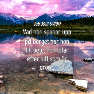 Picture 04 - Job 39:11 SV1917 - Vad hon spanar upp på berget har hon till bete, - Bible Verse Picture