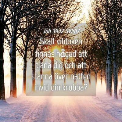Picture 04 - Job 39:12 SV1917 - Skall vildoxen finnas hågad att tjäna dig och - Bible Verse Picture