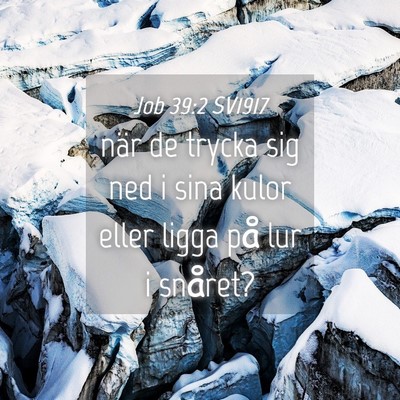 Picture 04 - Job 39:2 SV1917 - när de trycka sig ned i sina kulor eller ligga - Bible Verse Picture