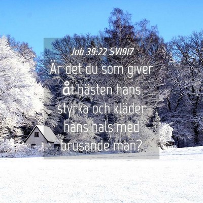 Picture 04 - Job 39:22 SV1917 - Är det du som giver åt hästen hans styrka och - Bible Verse Picture