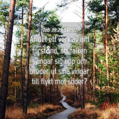 Picture 04 - Job 39:29 SV1917 - Är det ett verk av ditt förstånd, att falken - Bible Verse Picture