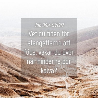 Picture 04 - Job 39:4 SV1917 - Vet du tiden för stengetterna att föda, vakar - Bible Verse Picture