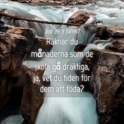 Picture 04 - Job 39:5 SV1917 - Räknar du månaderna som de skola gå dräktiga, - Bible Verse Picture