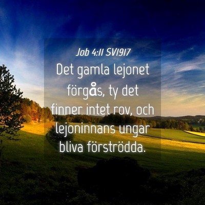 Picture 04 - Job 4:11 SV1917 - Det gamla lejonet förgås, ty det finner intet - Bible Verse Picture