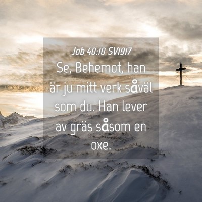 Picture 04 - Job 40:10 SV1917 - Se, Behemot, han är ju mitt verk såväl som du. - Bible Verse Picture