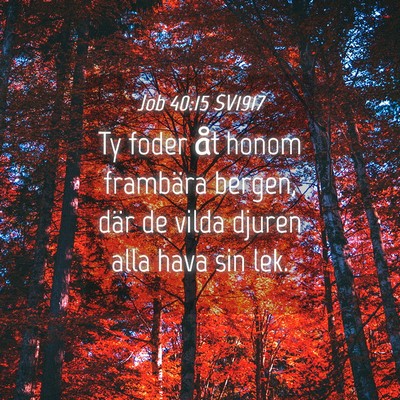 Picture 04 - Job 40:15 SV1917 - Ty foder åt honom frambära bergen, där de - Bible Verse Picture