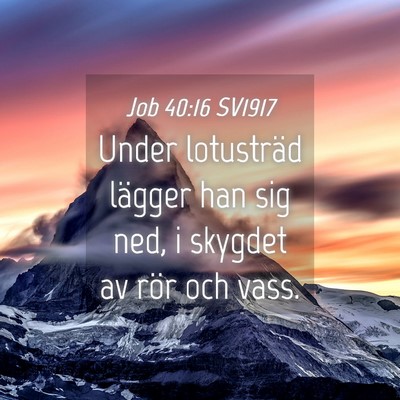 Picture 04 - Job 40:16 SV1917 - Under lotusträd lägger han sig ned, i skygdet - Bible Verse Picture