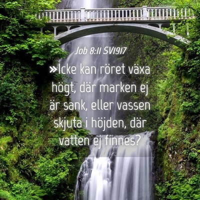 Picture 04 - Job 8:11 SV1917 - »Icke kan röret växa högt, där marken ej är - Bible Verse Picture