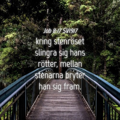 Picture 04 - Job 8:17 SV1917 - kring stenröset slingra sig hans rötter, mellan - Bible Verse Picture