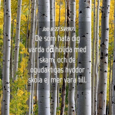 Picture 04 - Job 8:22 SV1917 - De som hata dig varda då höljda med skam, och - Bible Verse Picture