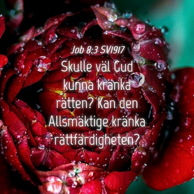 Picture 04 - Job 8:3 SV1917 - Skulle väl Gud kunna kränka rätten? Kan den - Bible Verse Picture