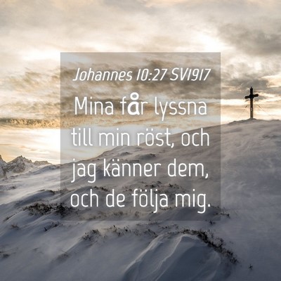 Picture 04 - Johannes 10:27 SV1917 - Mina får lyssna till min röst, och jag känner - Bible Verse Picture