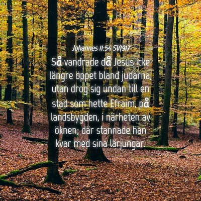 Picture 04 - Johannes 11:54 SV1917 - Så vandrade då Jesus icke längre öppet bland - Bible Verse Picture
