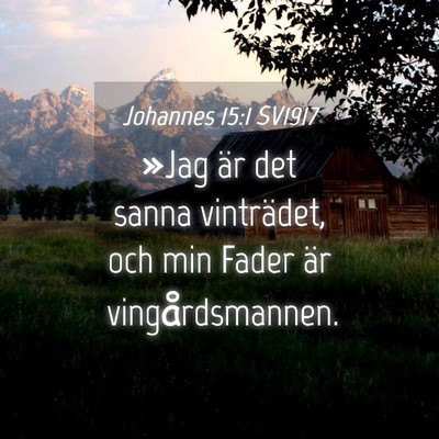 Picture 04 - Johannes 15:1 SV1917 - »Jag är det sanna vinträdet, och min Fader är - Bible Verse Picture