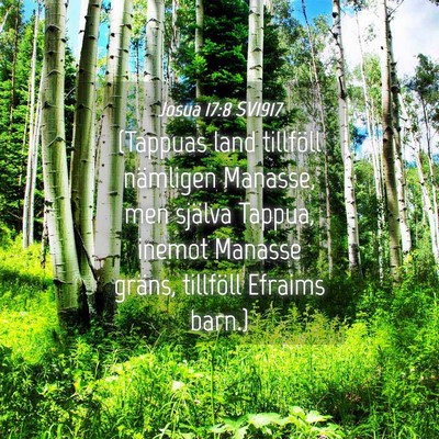 Picture 04 - Josua 17:8 SV1917 - (Tappuas land tillföll nämligen Manasse, men - Bible Verse Picture