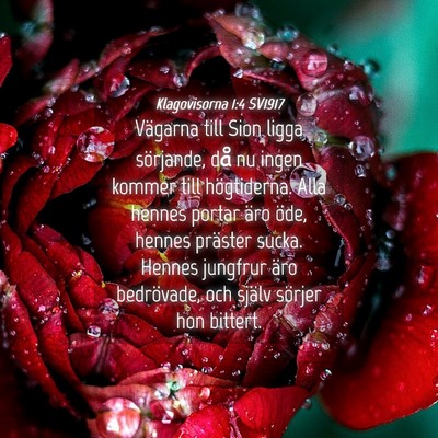 Picture 04 - Klagovisorna 1:4 SV1917 - Vägarna till Sion ligga sörjande, då nu ingen - Bible Verse Picture
