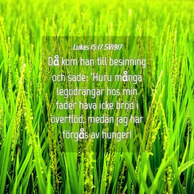 Picture 04 - Lukas 15:17 SV1917 - Då kom han till besinning och sade: 'Huru många - Bible Verse Picture