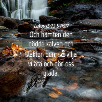 Picture 04 - Lukas 15:23 SV1917 - Och hämten den gödda kalven och slakten den, - Bible Verse Picture