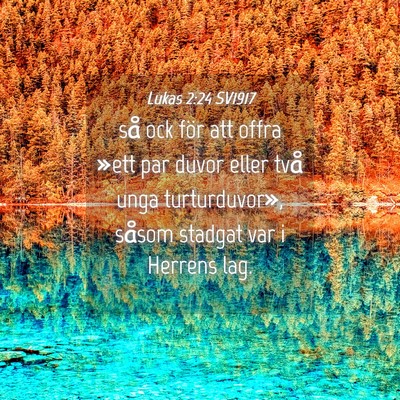 Picture 04 - Lukas 2:24 SV1917 - så ock för att offra »ett par duvor eller två - Bible Verse Picture