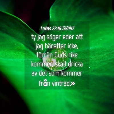 Picture 04 - Lukas 22:18 SV1917 - ty jag säger eder att jag härefter icke, - Bible Verse Picture