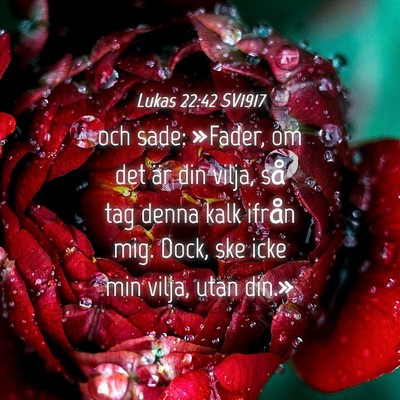 Picture 04 - Lukas 22:42 SV1917 - och sade: »Fader, om det är din vilja, så tag - Bible Verse Picture