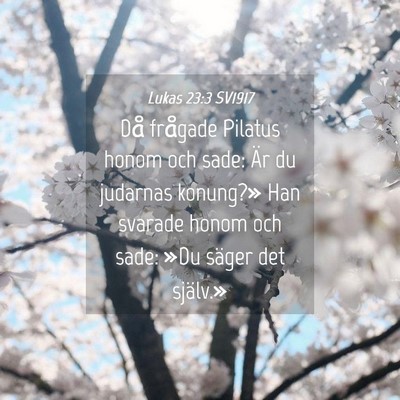 Picture 04 - Lukas 23:3 SV1917 - Då frågade Pilatus honom och sade: Är du - Bible Verse Picture