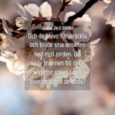 Picture 04 - Lukas 24:5 SV1917 - Och de blevo förskräckta och böjde sina - Bible Verse Picture