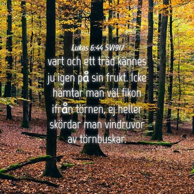 Picture 04 - Lukas 6:44 SV1917 - vart och ett träd kännes ju igen på sin frukt. - Bible Verse Picture