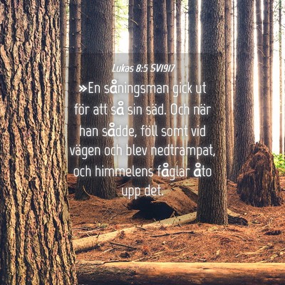 Picture 04 - Lukas 8:5 SV1917 - »En såningsman gick ut för att så sin säd. - Bible Verse Picture