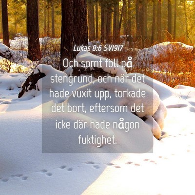 Picture 04 - Lukas 8:6 SV1917 - Och somt föll på stengrund, och när det hade - Bible Verse Picture