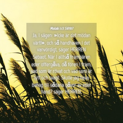 Picture 04 - Malaki 1:13 SV1917 - Ja, I sägen: »Icke är det mödan värt!», och - Bible Verse Picture