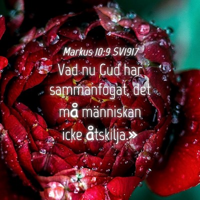 Picture 04 - Markus 10:9 SV1917 - Vad nu Gud har sammanfogat, det må människan - Bible Verse Picture