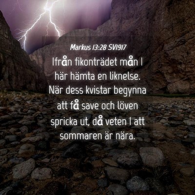 Picture 04 - Markus 13:28 SV1917 - Ifrån fikonträdet mån I här hämta en - Bible Verse Picture