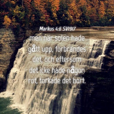 Picture 04 - Markus 4:6 SV1917 - men när solen hade gått upp, förbrändes det, - Bible Verse Picture