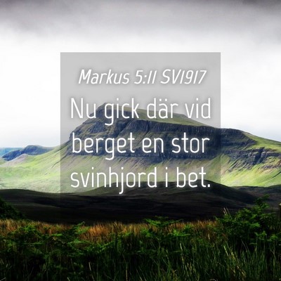 Picture 04 - Markus 5:11 SV1917 - Nu gick där vid berget en stor svinhjord i - Bible Verse Picture