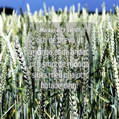 Picture 04 - Markus 6:13 SV1917 - och de drevo ut många onda andar och smorde - Bible Verse Picture