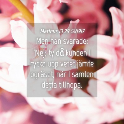 Picture 04 - Matteus 13:29 SV1917 - Men han svarade: 'Nej; ty då kunden I rycka upp - Bible Verse Picture