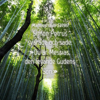 Picture 04 - Matteus 16:16 SV1917 - Simon Petrus svarade och sade: »Du är Messias, - Bible Verse Picture