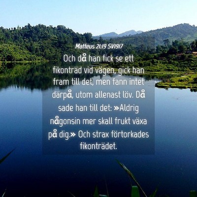 Picture 04 - Matteus 21:19 SV1917 - Och då han fick se ett fikonträd vid vägen, - Bible Verse Picture