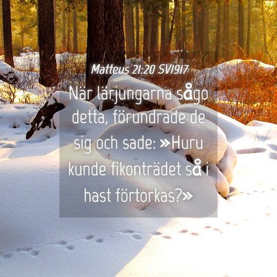 Picture 04 - Matteus 21:20 SV1917 - När lärjungarna sågo detta, förundrade de sig - Bible Verse Picture