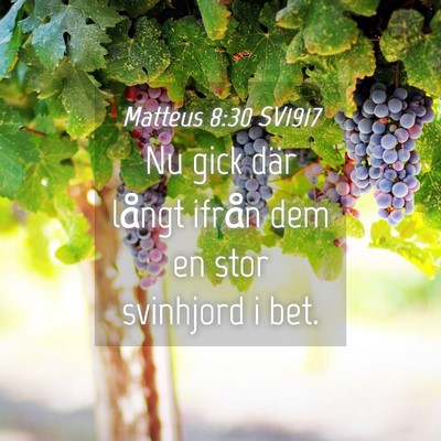 Picture 04 - Matteus 8:30 SV1917 - Nu gick där långt ifrån dem en stor svinhjord - Bible Verse Picture