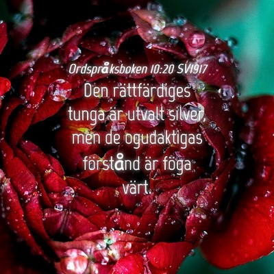 Picture 04 - Ordspråksboken 10:20 SV1917 - Den rättfärdiges tunga är utvalt silver, men - Bible Verse Picture