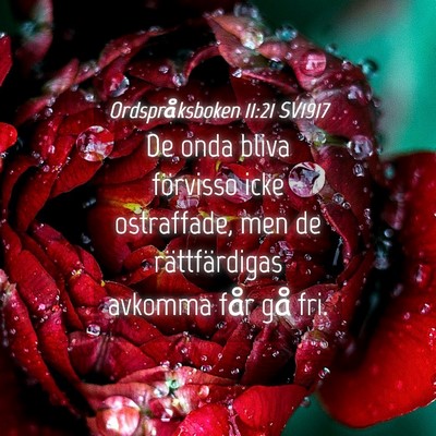 Picture 04 - Ordspråksboken 11:21 SV1917 - De onda bliva förvisso icke ostraffade, men de - Bible Verse Picture