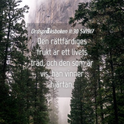 Picture 04 - Ordspråksboken 11:30 SV1917 - Den rättfärdiges frukt är ett livets träd, - Bible Verse Picture